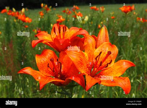 Lilium Bulbiferum Orange Lily Fire Hi Res Stock Photography And Images