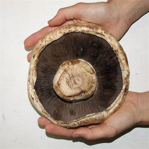 Filegiant Mushroom Underside Wikimedia Commons