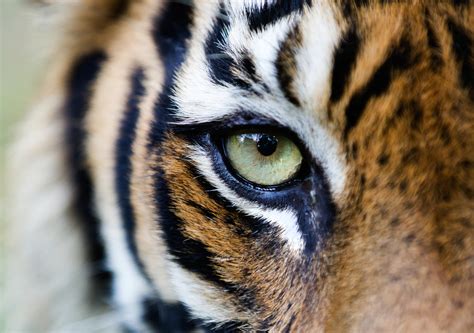 10 Incredible Tiger Facts To Share With Friends Greenpeace Uk