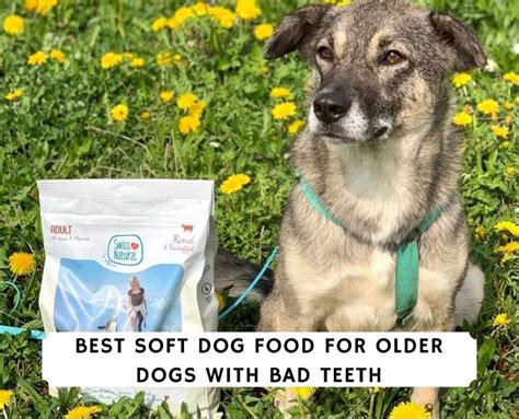 The 8 Best Soft Dog Food For Older Dogs With Bad Teeth 2023 We