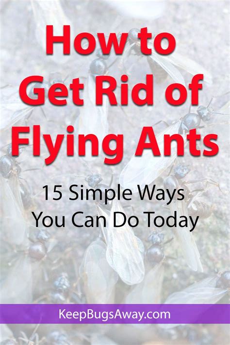 This will lure the ants in your area to a more accessible food source. How to Get Rid of Flying Ants: Top 15 Easy Ways to Kill ...