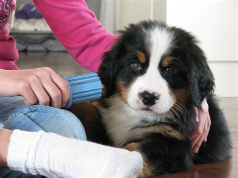 Pin By Vianne Mcgee On Animals Cats Dogs Etc Bernese Mountain Dog
