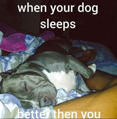 The 15 Funniest Pitbull Memes Of The Week Page 2 Of 3 Petpress