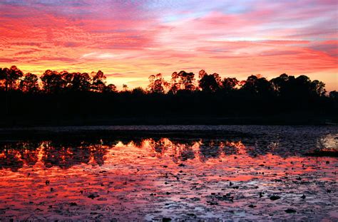 Swamp Sunset By Kristin Elmquist
