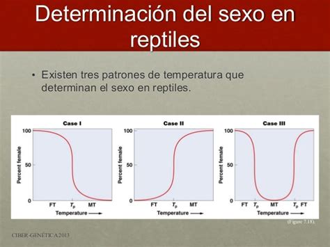 determinación del sexo e hipótesis de lyon