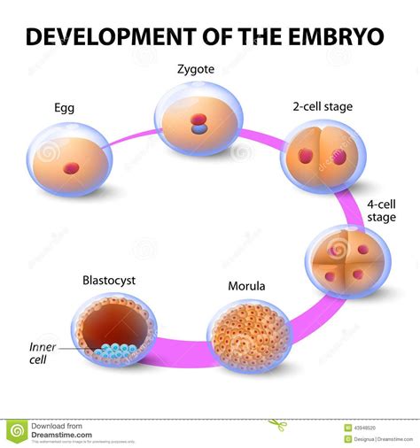 Embryo Cell Division Stages Cell Division