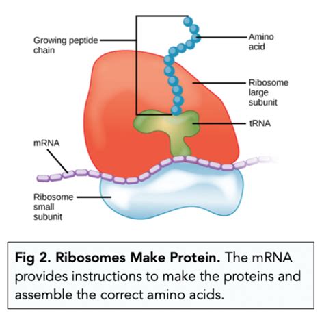 Eukaryotic Cells Nucleus And Ribosomes A Level Biology Study Mind