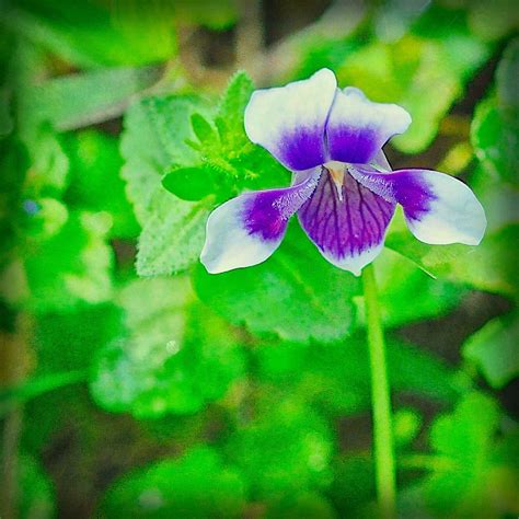 Viola Hederacea Australian Native Violet Shade Loving Australian
