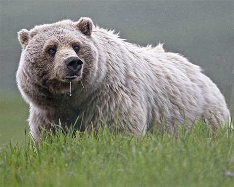 Grizzly Bear Drip Denali National Park And Preserve Alaska Pinned By