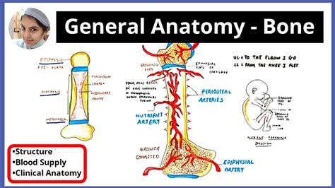 Blood Supply Of Long Bone Types Of Bone Shape Arterial Supply