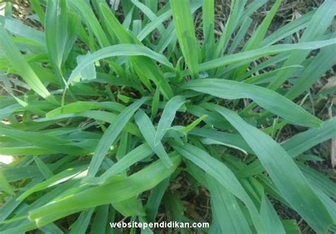 Bunga krokot mawar memiliki bentuk dan warna sangat indah. Gambar Sketsa Daun Rumput Teki - Contoh Sketsa Gambar