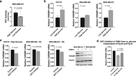 Glucose Effects Of Tet1 Activation And Ogt Inhibition In Tnbc Lines