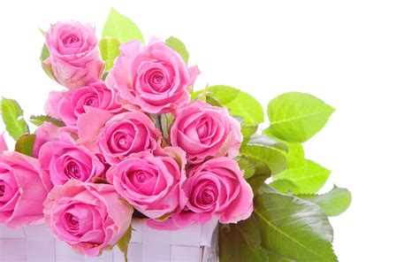 Wallpaper Some Pink Roses Green Leaves White Background 2560x1600 Hd
