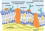 Biology- Cell Envelope | askIITians