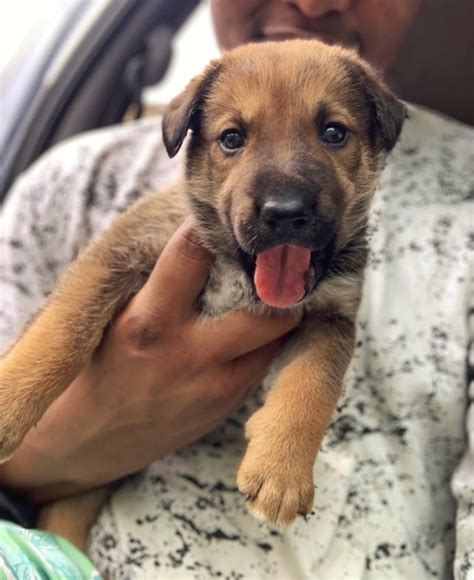 Sold 6 Weeks Old Female German Shepherd Puppy For Sale Pets Nigeria