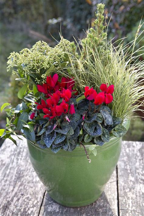 Cyclamen Carex Ivy And Skimmia Pot Display Winter Container