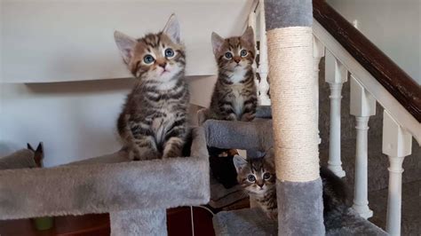 3 Beautiful Kittens In Ludlow Shropshire Gumtree
