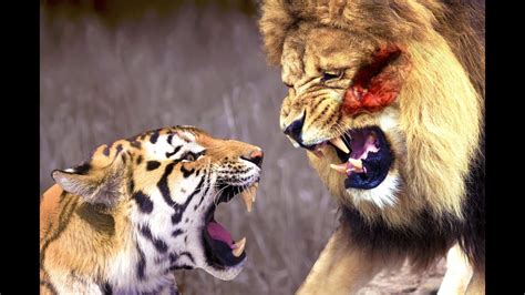 Lion Vs Tiger Only Real Fight One Will Die Youtube