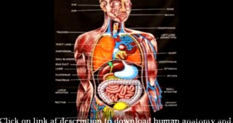 This video provides an overview of visible body's human anatomy atlas available from wolters kluwer. Human Anatomy Online | HD Wallpapers Plus