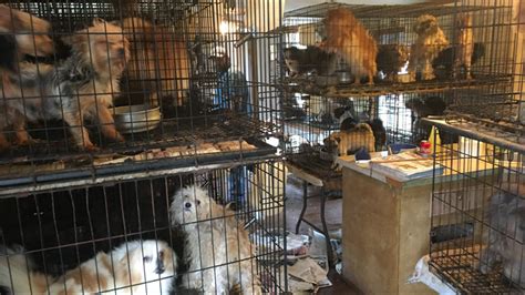 Puppy Mill Owner Fined 500k For Alleged Mistreatment Of 700 Matted And