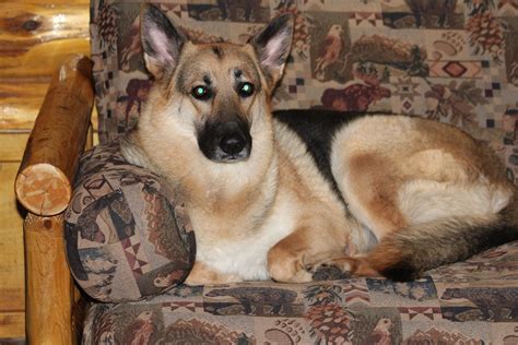 Black German Shepherd Puppies Michigan Larg Black And Silver German