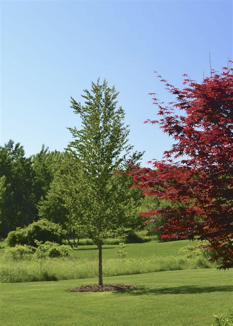 Plant Inventory At 20 Timothy Cercidiphyllum Japonicum