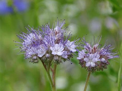 How To Grow American Pennyroyal Hedeoma Pulegiodes Gardening Channel