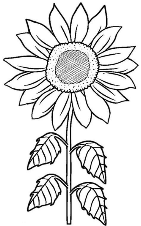 Pada dasarnya sketsa ini digunakan untuk sebagai sebuah kerangka dalam karya seni, bukan hanya untuk seni melukis saja. Sketsa Bunga Matahari (19) | Pelajarindo.com
