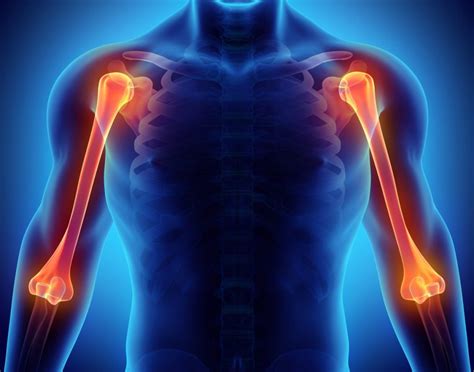 What Is The Humerus Facty Health