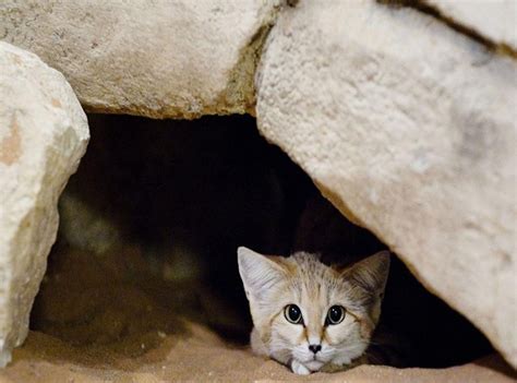 We did not find results for: Sand Cat Facts and Personality - Cats In Care
