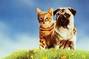 Best animal movies and pet movies for kids and families
