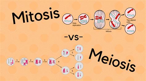Cell division accounts for 10% of the cell cycle. Difference Between Mitosis And Meiosis | Science Trends