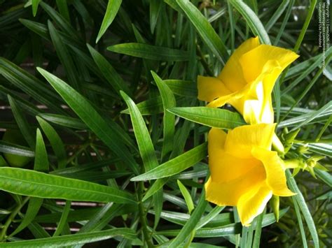 Plantfiles Pictures Be Still Tree Lucky Nut Yellow Oleander Mexican