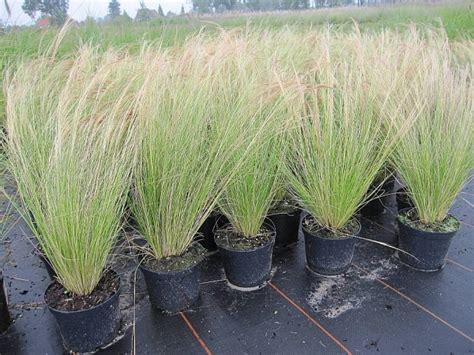 Wo sich grazile gräser mit hauchzarten blütenständen sanft im sommerwind wiegen, entfaltet das federgras. Stipa tenuissima Pony Tails Zartes Federgras ...
