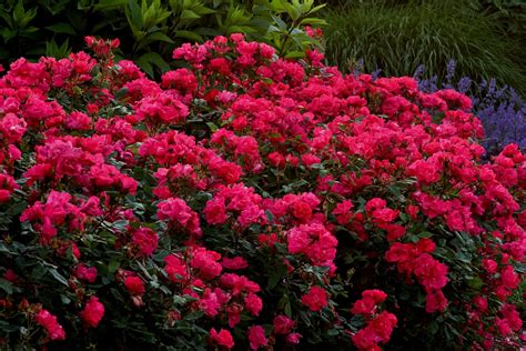 Shrub Roses — Sunnyside Nursery