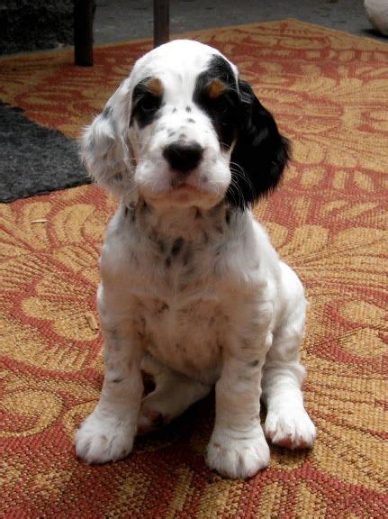 English Setter Puppy Makes Me Want To Get Another One Of These Cuties