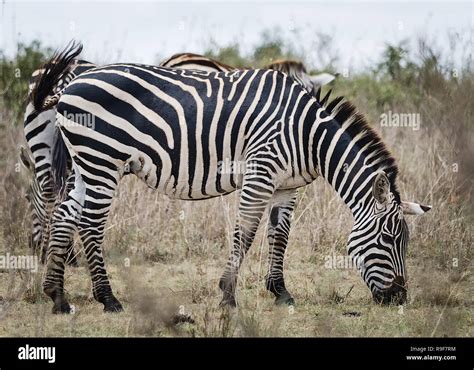 African Zebra Striped Horse In African Savannas Black And White Zebra