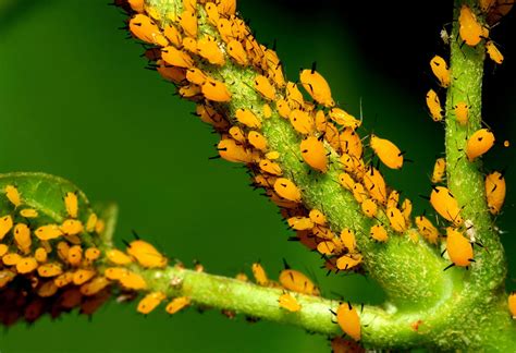 how to get rid of aphids — aphids on houseplants trusted since 1922