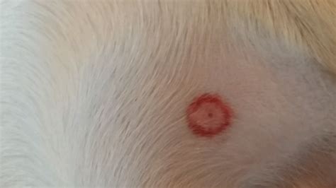 Has A Red Circle And Like A Dot In The Middle On My Dogs Stomach I Do