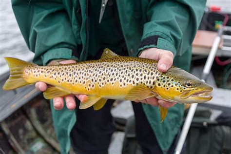 Brown Trout Fishing Near Inverness Scottish Highlands