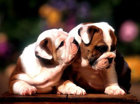 Very Cute Puppy Wallpapers Latest Tech Tips