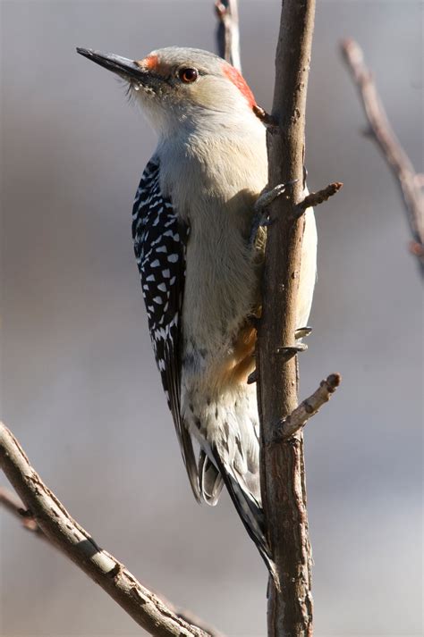 Red Bellied Woodpecker Audubon Field Guide