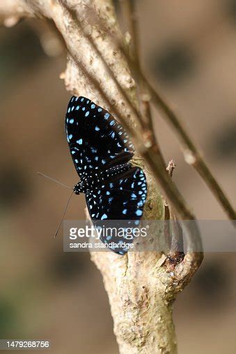 A Starry Night Cracker Butterfly Hamadryas Laodamia Resting On A Plant