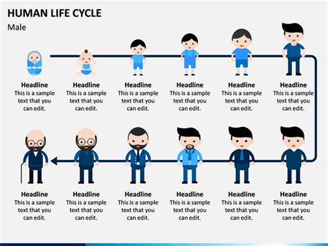 7 Stages Of Human Life Cycle