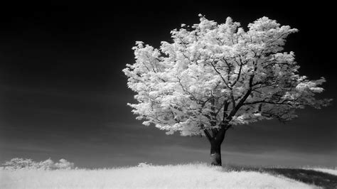 A Black And White Nature Photograph Nature Photographs Photography