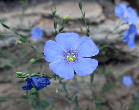 Drought Tolerant Plants Blue Flax Laptrinhx News