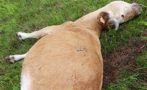 Un Hombre Mata A Una Vaca En Peligro De Extinci N En Navarra Porque Le