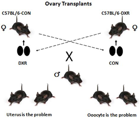 Schematic Representation Of The Ovarian Transplantation And Mating