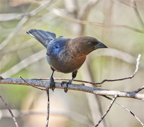 Brown Headed Cowbird Pic For Today