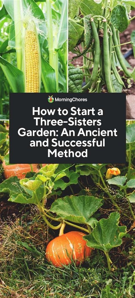 I saw you mentioned 4×6′. How to Start a Three-Sisters Garden: An Ancient and Proven ...